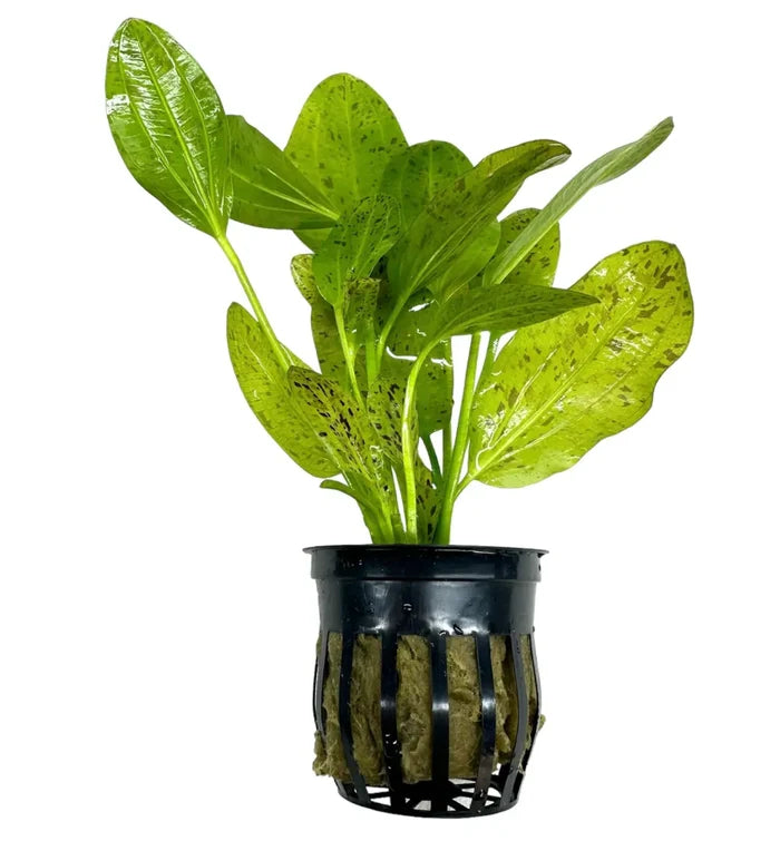 Green Ozelot Sword: aquatic plant in black mesh pot with mossy roots
