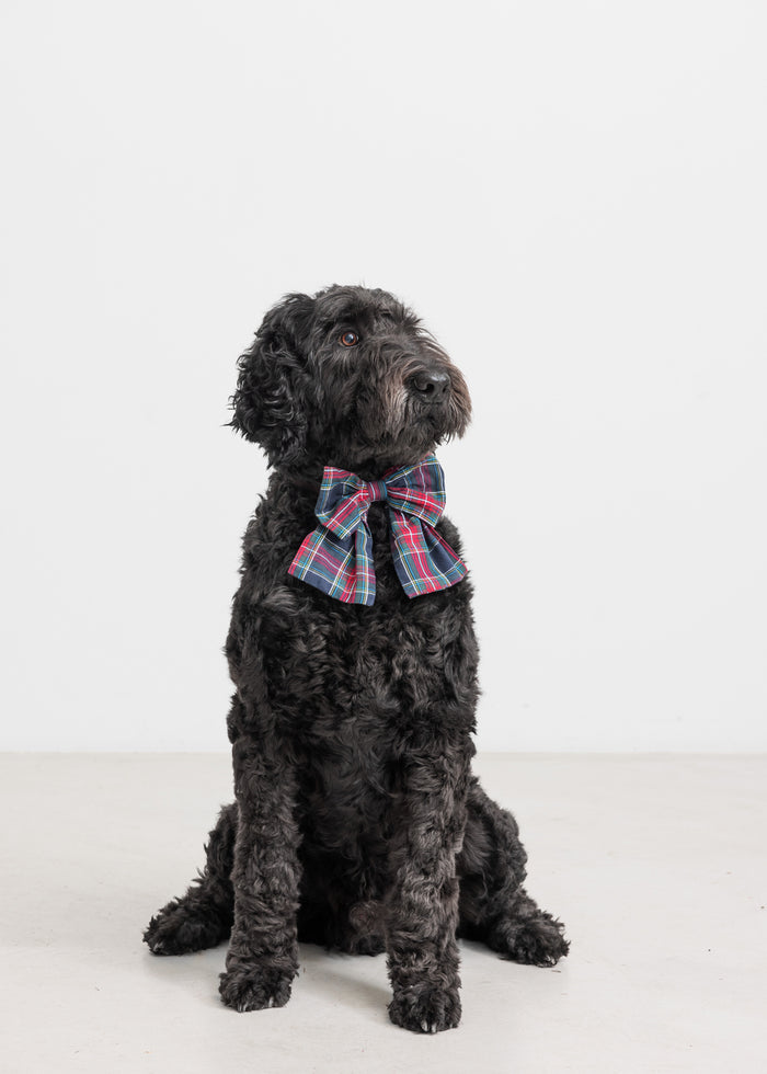 Dog with a checkered bow in dark blue and red colors with a Christmas theme