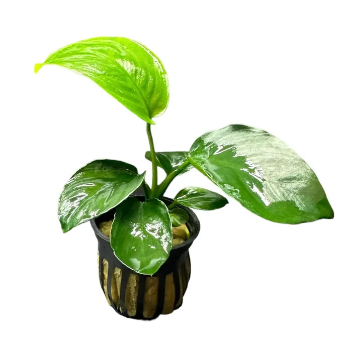 Anubias Barteri potted green leafy plant in black pot with gold accents