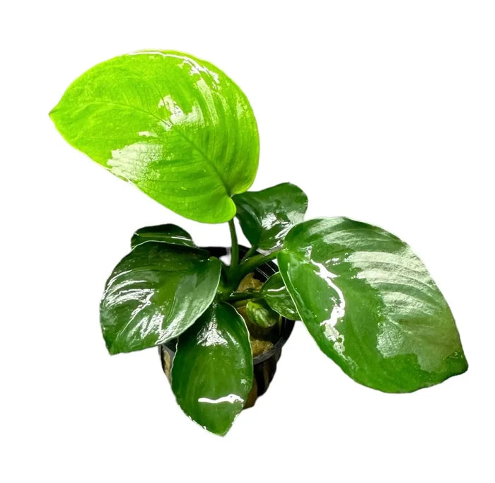 Potted Anubias Barteri with green speckled leaves