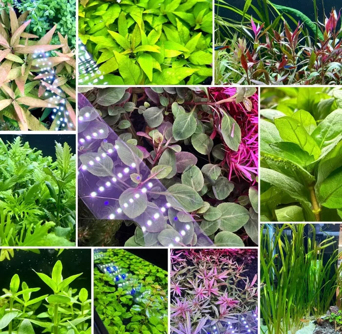 AquaticMotiv Potted Pack — live aquarium plants under purple lighting