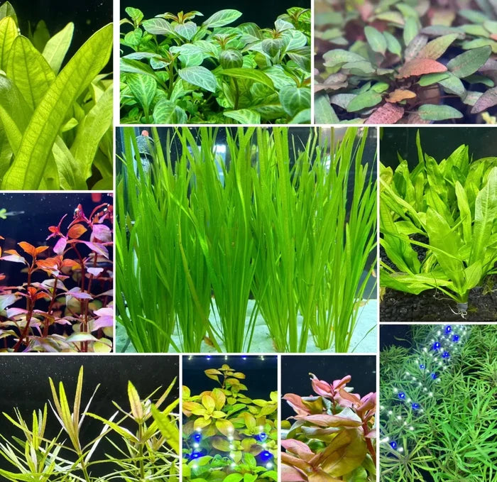 AquaticMotiv Potted Pack: 4 Diverse Green Aquatic Plants for Aquariums