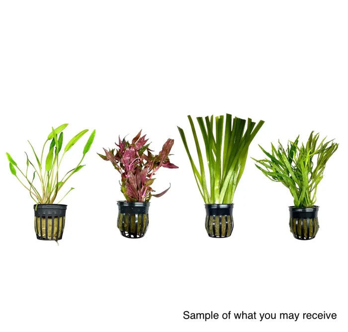 AquaticMotiv Potted Pack: Green Aquatic Plant in Black Netting Pot for Aquariums