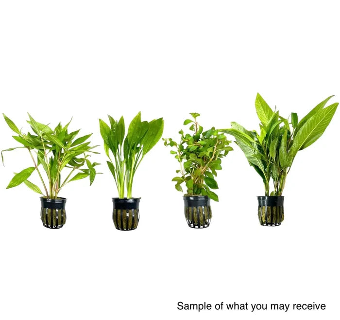 AquaticMotiv Potted Pack: 4-pack of aquatic plants in black mesh pots