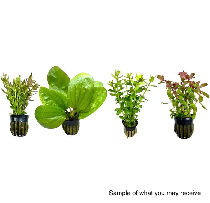 AquaticMotiv Potted pack: Green striped plant in black pot for aquariums