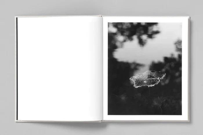 AT NIGHT GARDENS GROW - Paul Guilmoth