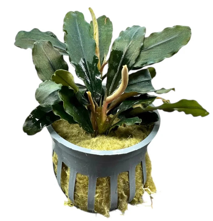 Bucephalandra Rainbow Marble plant in gray moss-lined pot