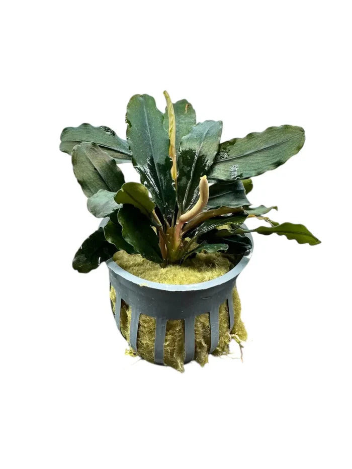 Bucephalandra Rainbow Marble in gray pot with moss