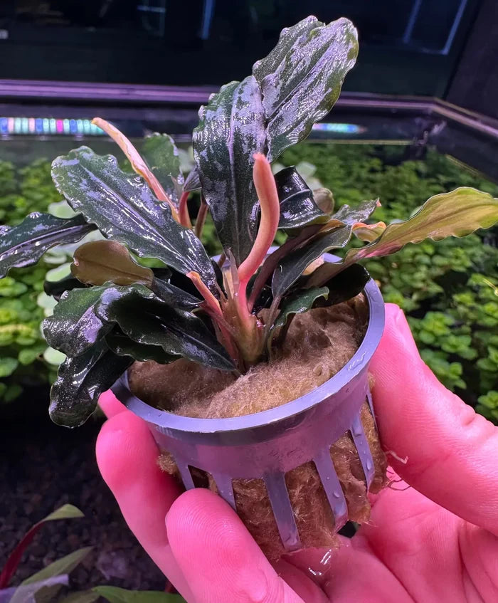 Bucephalandra Rainbow Marble plant in gray pot with wavy green leaves