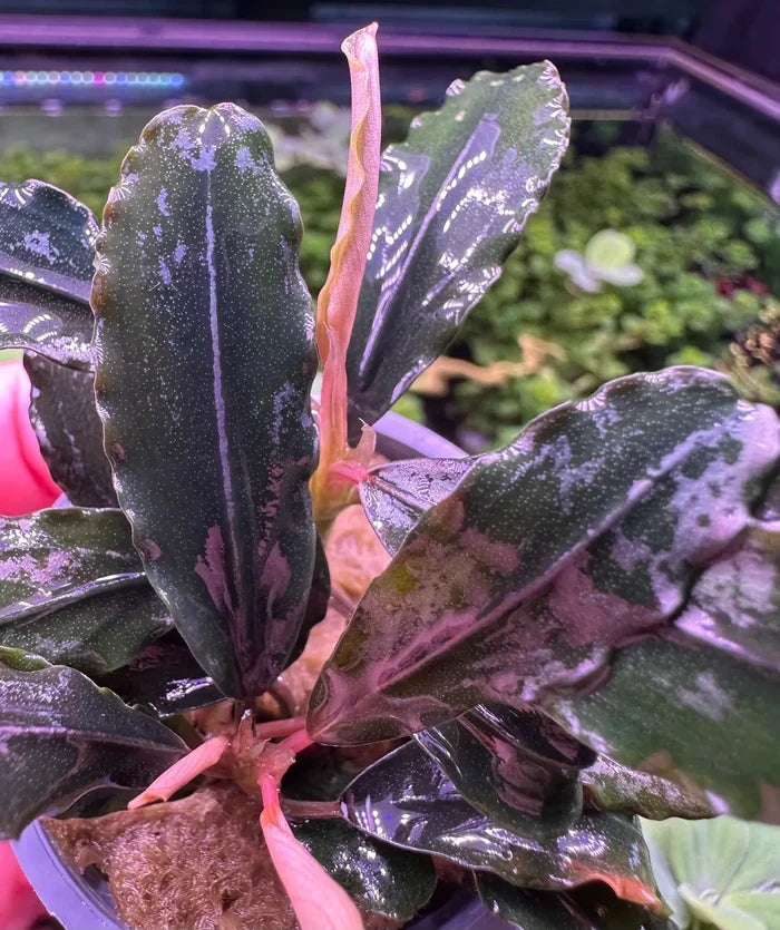 Bucephalandra Rainbow Marble plant with glossy green leaves speckled in purple and pink
