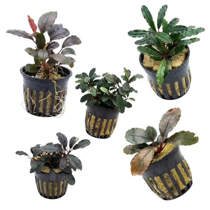 Five black plastic plant pots with vertical slits each holding different aquatic bucephalandra rainbow marble plants
