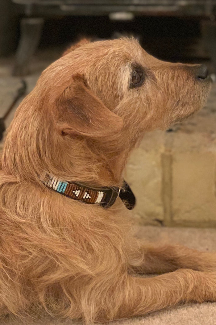 Dog Collar Arrow | Turquoise - Aspiga