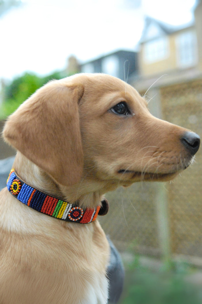 Dog Collar | Maasai Multi - Aspiga