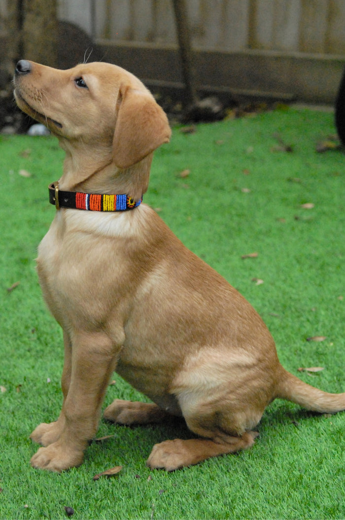 Dog Collar | Maasai Multi - Aspiga