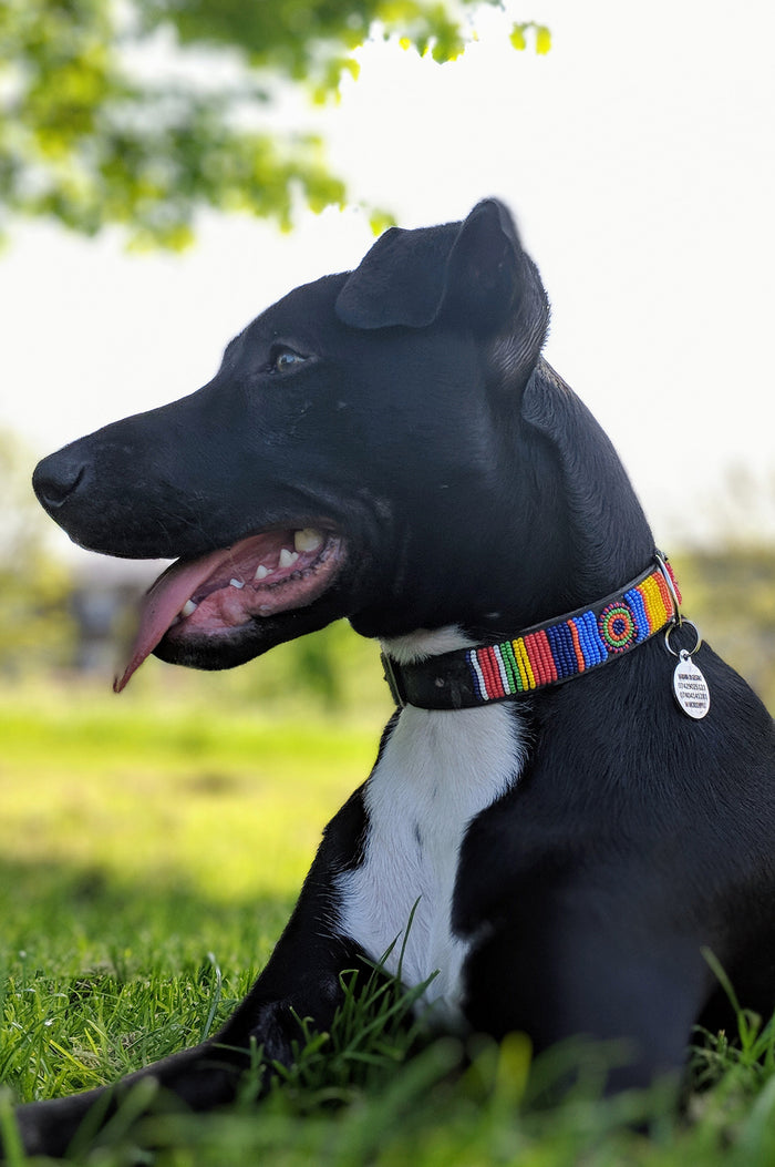 Dog Collar Maasai | Multi - Aspiga
