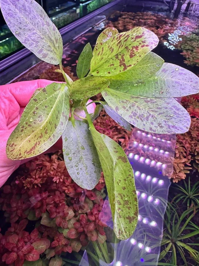 Green Ozelot Sword — live potted aquarium plant with variegated leaves