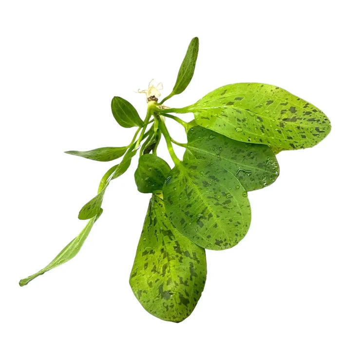 Green Ozelot Sword — live aquarium sword plant with speckled leaves