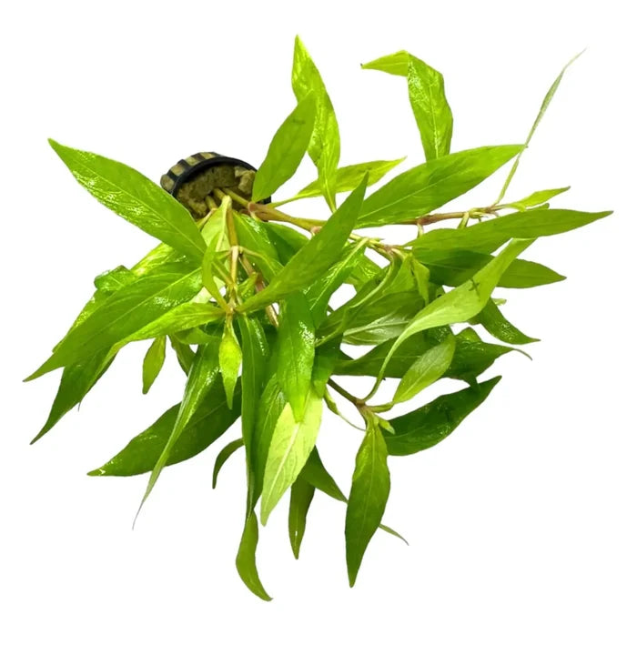 Hygrophila angustifolia pot — live aquarium plant with broad green leaves