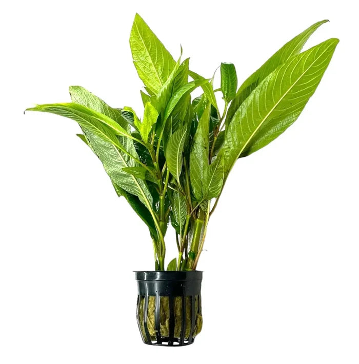 Hygrophila Corymbosa Pot: Green Aquatic Plant in Black Pot with Water Holes