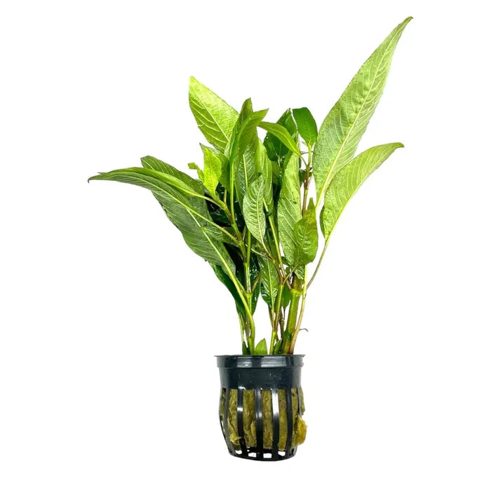 Hygrophila Corymbosa Pot: green aquatic plant in black netted pot