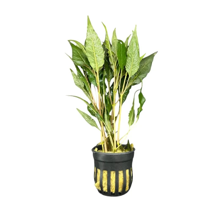 Hygrophila Salicifolia in black and yellow striped pot with mesh bottom
