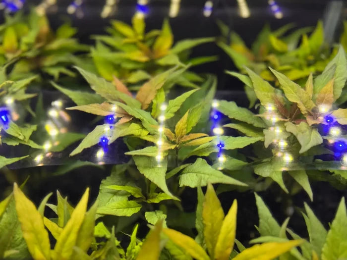 Hygrophila salicifolia pot — live aquarium plant under blue lighting