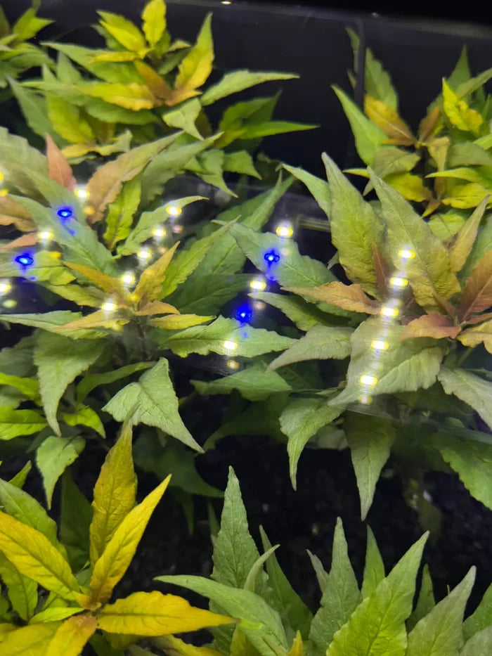 Hygrophila salicifolia pot — live plant foliage under blue-white light