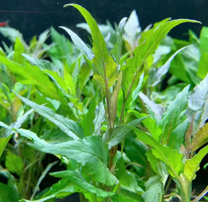 Hygrophila Salicifolia Pot: Green Leafy Aquatic Plant