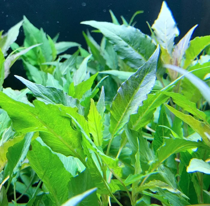 Hygrophila Salicifolia Pot: vibrant green leafy aquatic plant with serrated edges