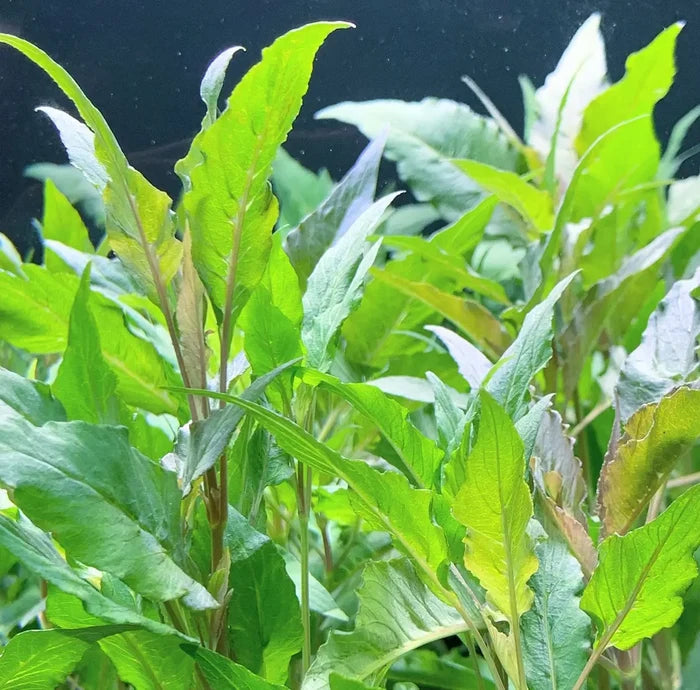 Hygrophila Salicifolia Pot: green aquatic plant with broad leaves