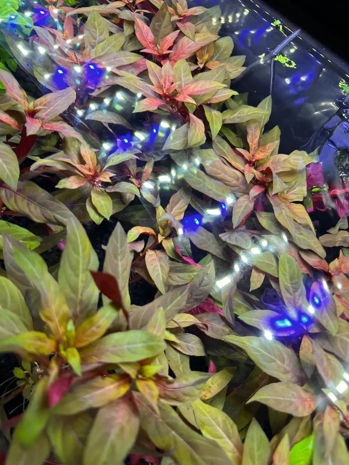 Ludwigia peruensis pot — live aquarium plant under blue lighting