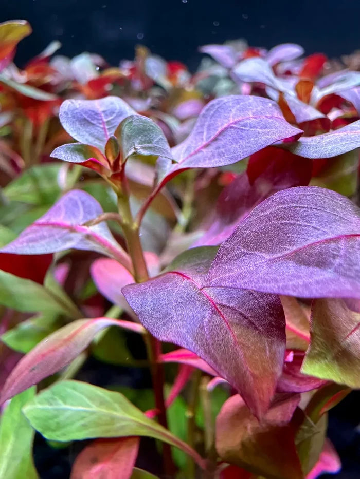 Ludwigia Peruensis Pot: Purple and green aquatic plant in aquarium