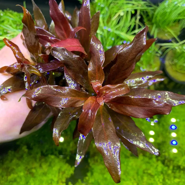 Deep red Ludwigia Peruensis pot with glossy, vibrant leaves
