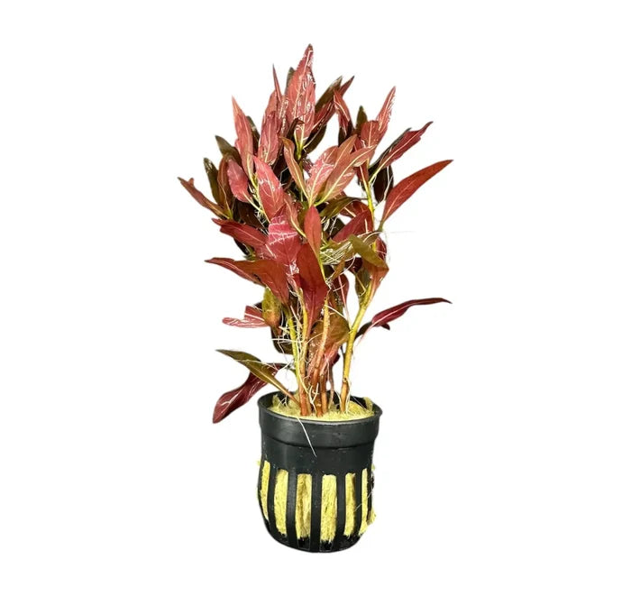 Ludwigia Peruensis pot with red green aquatic plant and yellow stripes
