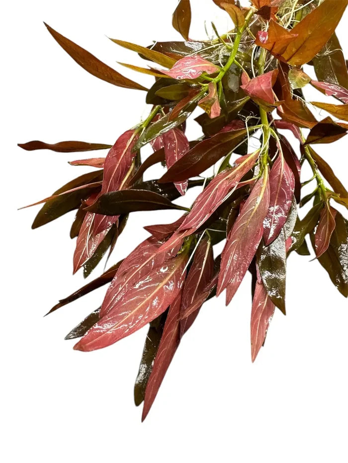 Deep red and green glossy Ludwigia Peruensis leafy branch in pot