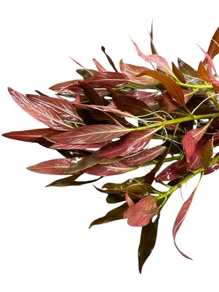 Ludwigia peruensis pot — live red-green aquarium stem plant, glossy leaves