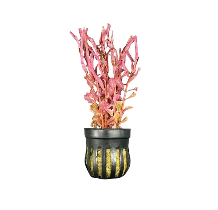 Rotala Magenta pot — live pink aquarium stem plant in striped pot