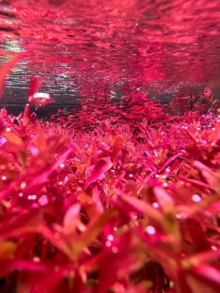 Rotala Magenta pot — live red aquarium plant with glossy leaves