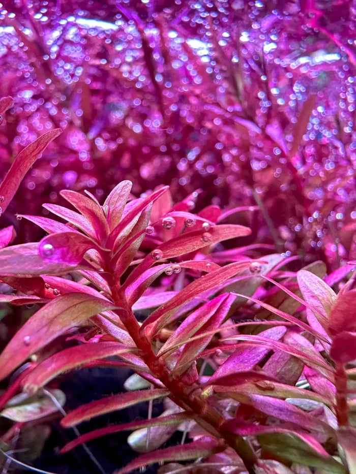 Rotala Magenta Pot with pink aquatic plant and red leaves in purple LED glow