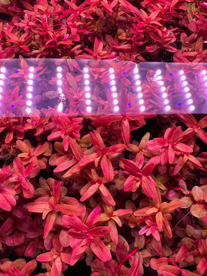 Rotala Magenta pot — live red aquarium plant under red-toned lighting