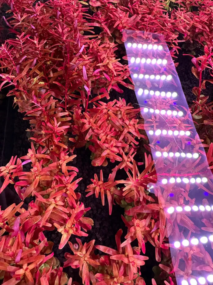 Rotala Magenta pot — live aquarium plant under pink-white lighting