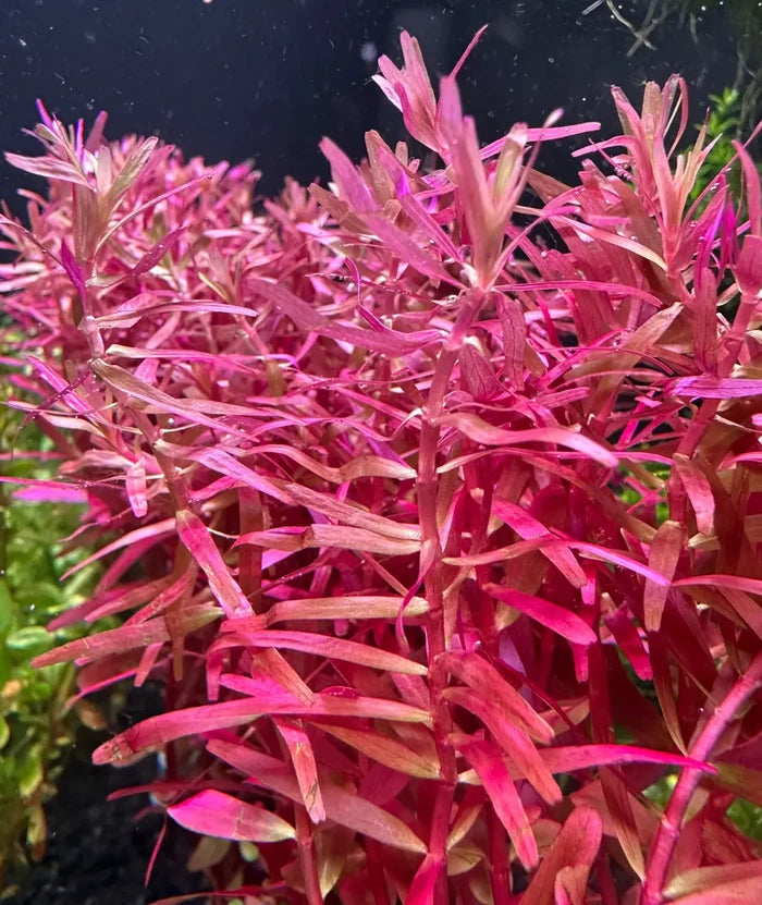 Vibrant red Rotala Magenta Pot with delicate aquatic fronds