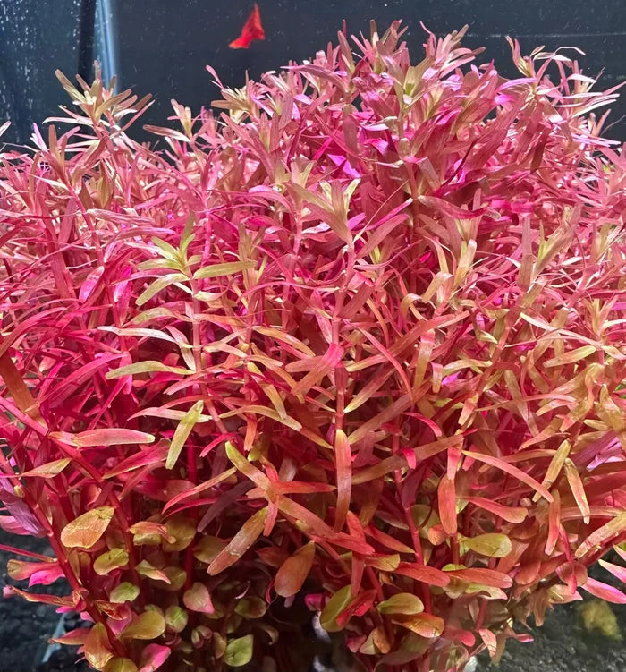 Vibrant red and orange Rotala Magenta Pot aquatic plant for aquariums