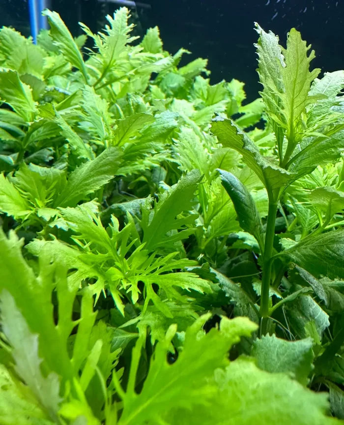 Vibrant green Water Wisteria Hygrophila difformis plant in pot