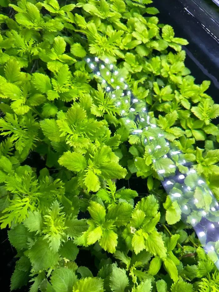 Water Wisteria Hygrophila difformis plant in pot with dewy green leaves